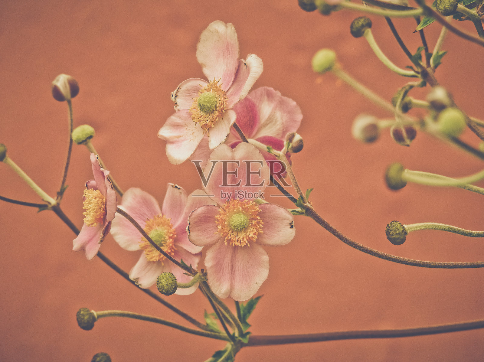 树开花的特写镜头照片摄影图片