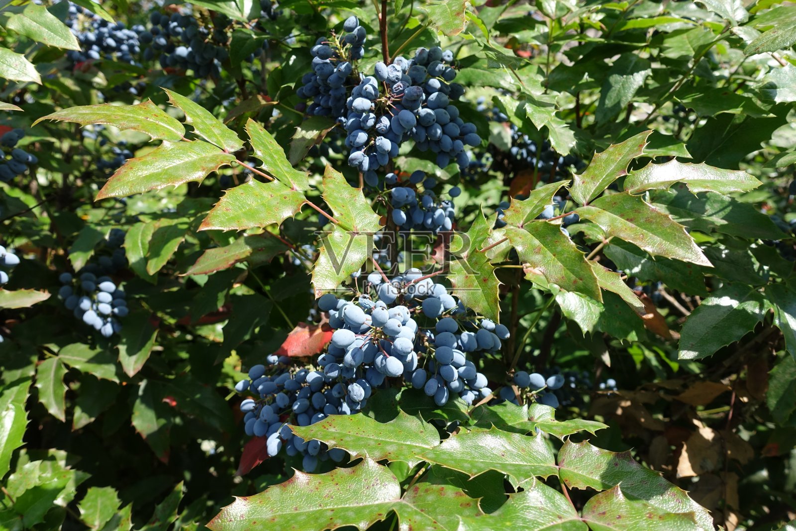 7月红玛瑙叶上有大量蓝色浆果照片摄影图片