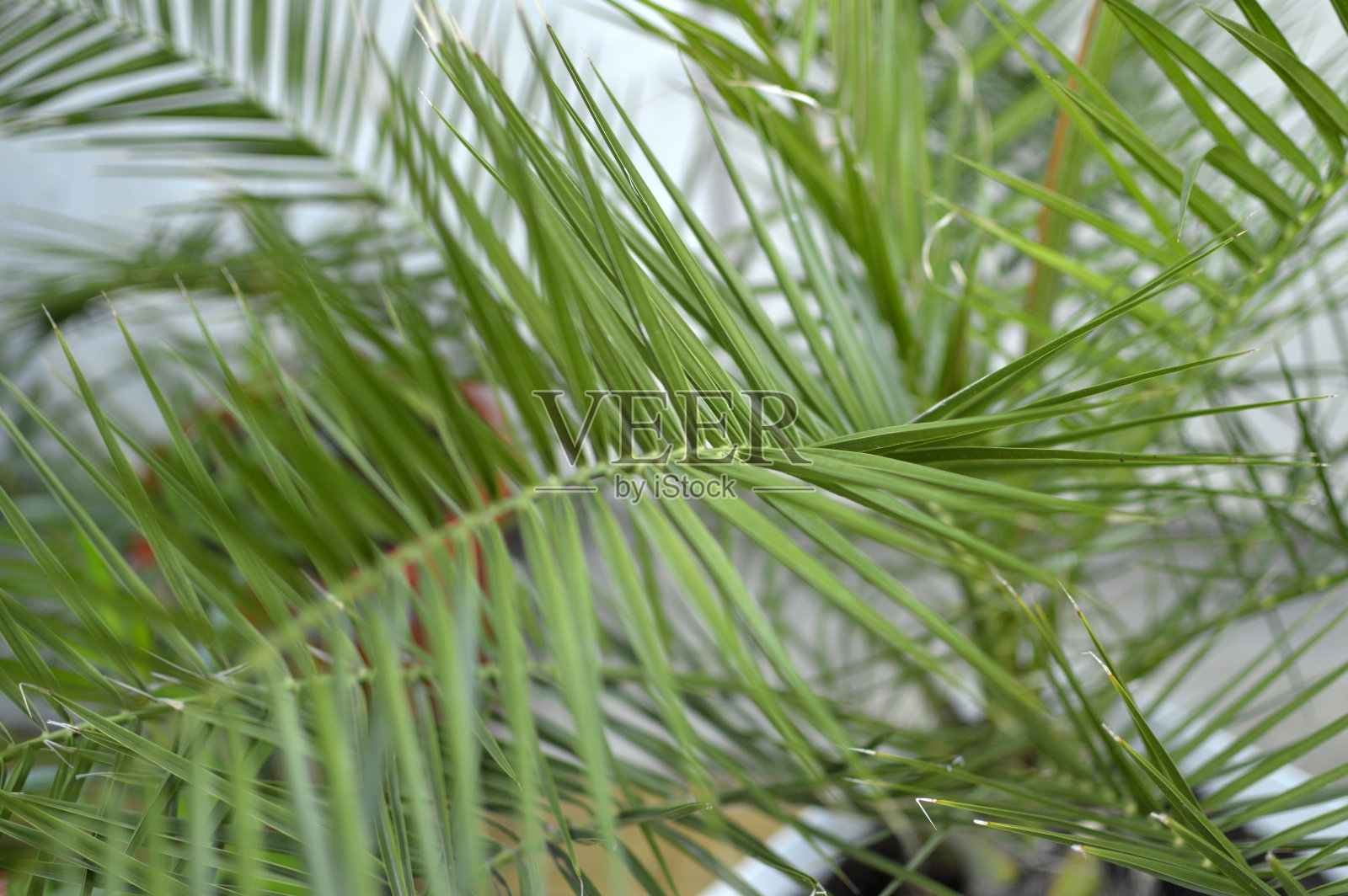 盆栽椰枣照片摄影图片