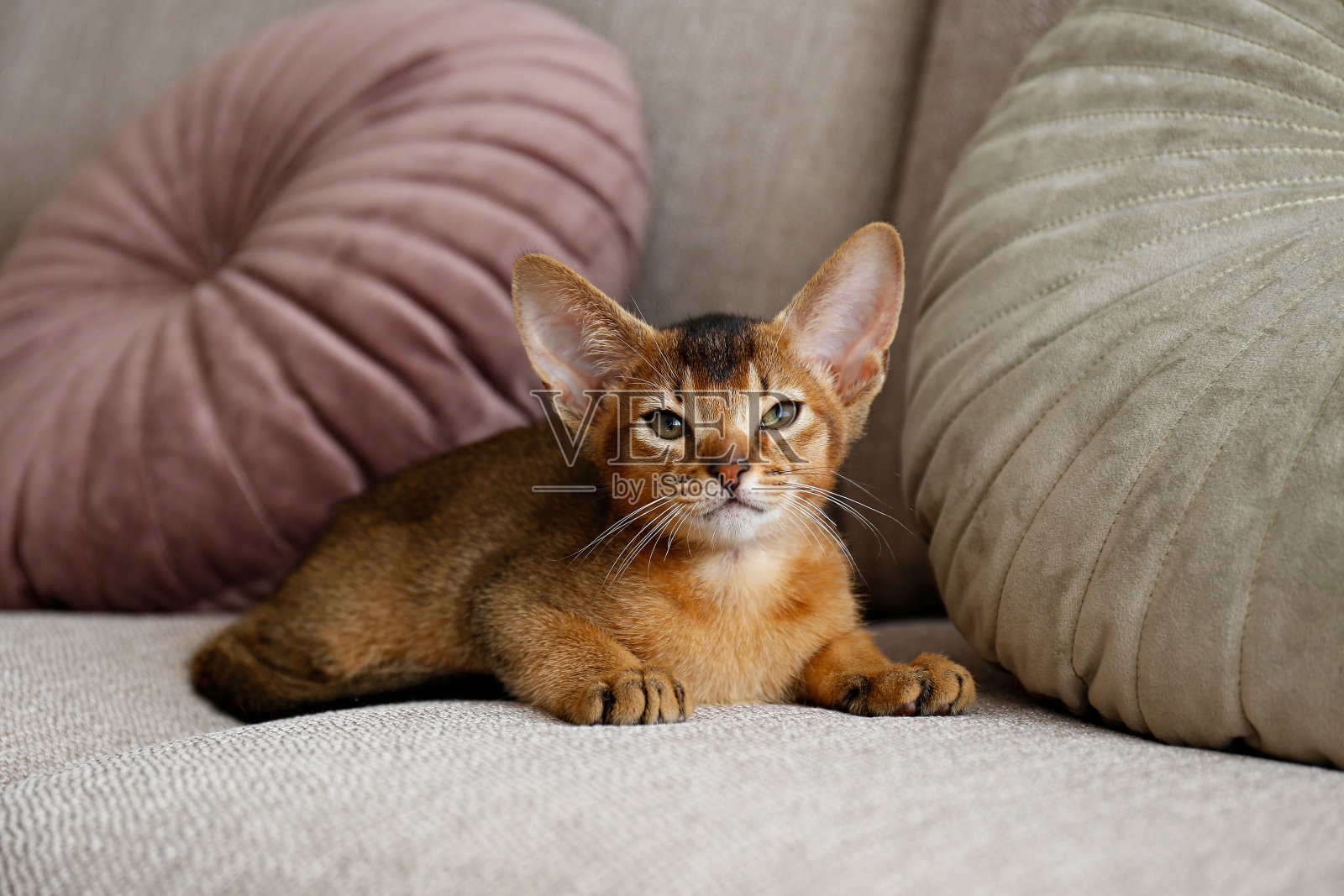 可爱的小猫独自在家。照片摄影图片