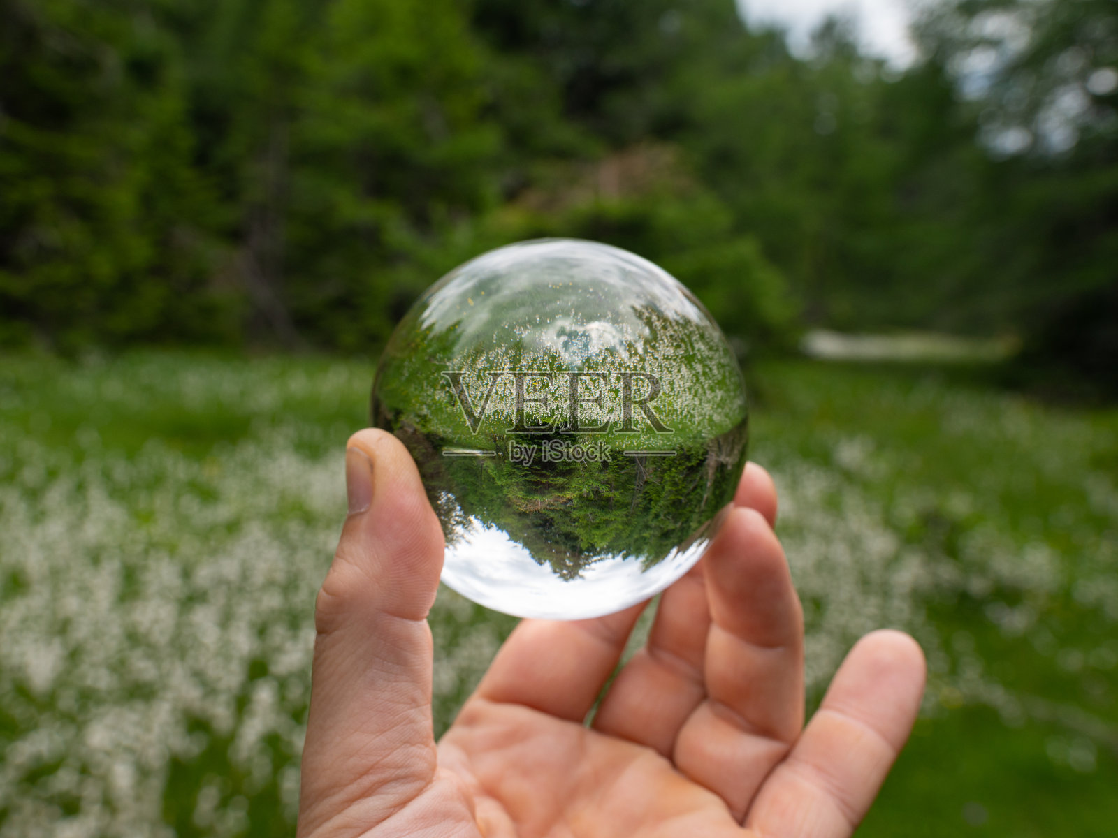 手拿玻璃球在棉花草前照片摄影图片