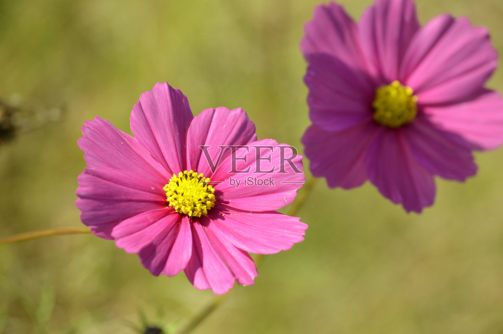 一个阳光明媚的秋日紫色宇宙花的特写照片摄影图片