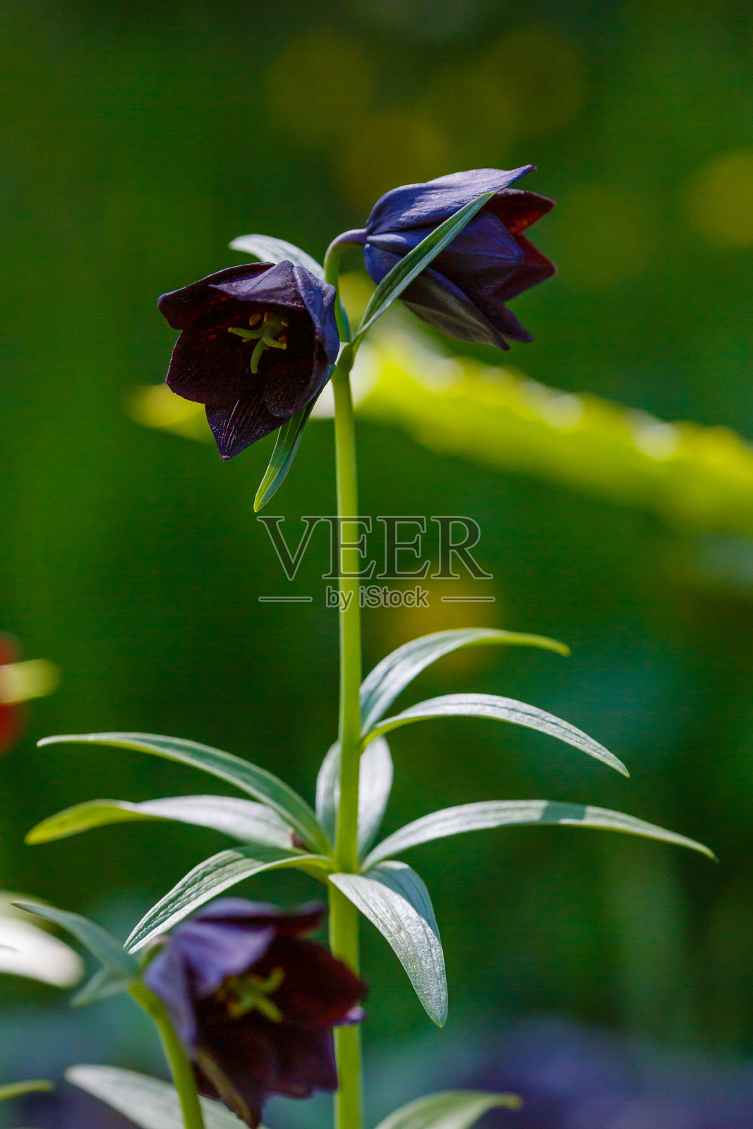 春天的巧克力百合(贝母)照片摄影图片