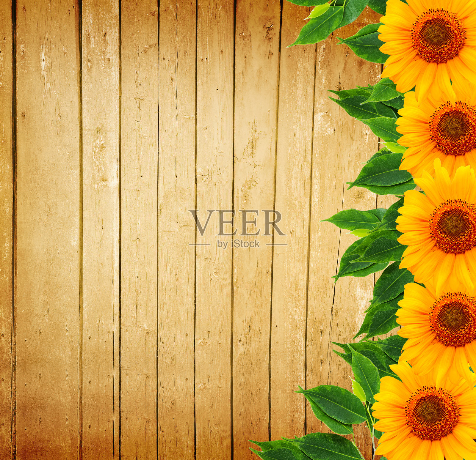 木制背景上的向日葵照片摄影图片