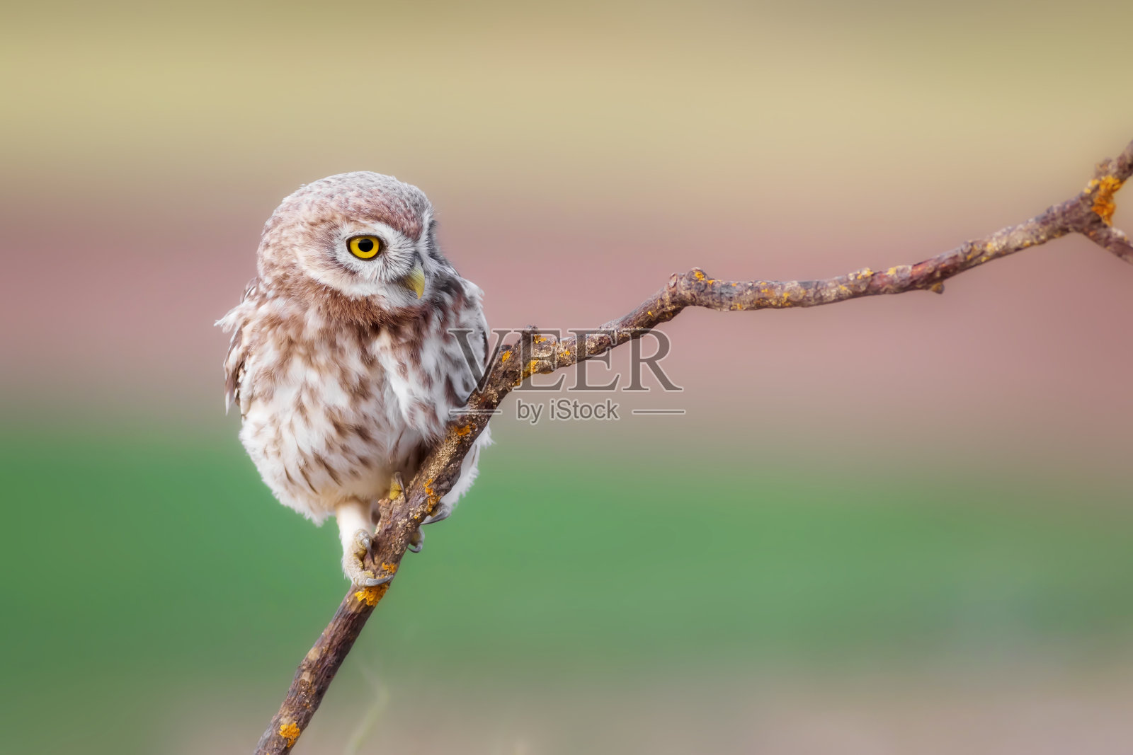 小猫头鹰。自然背景。照片摄影图片