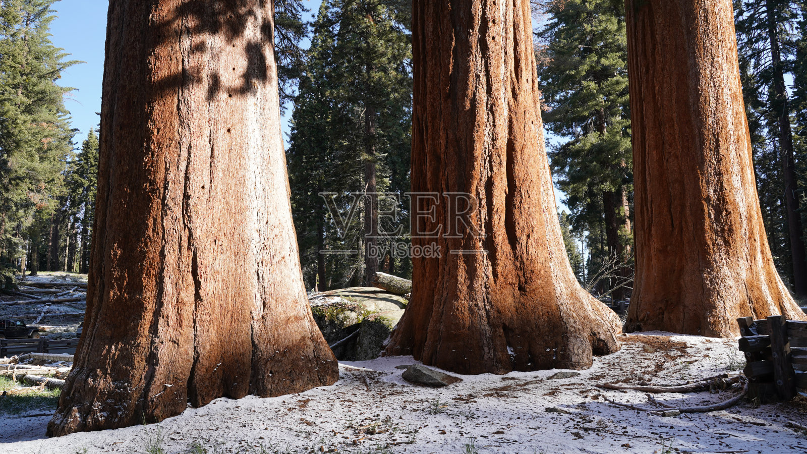 美国加州红杉巨林和国王峡谷国家公园的巨树。照片摄影图片