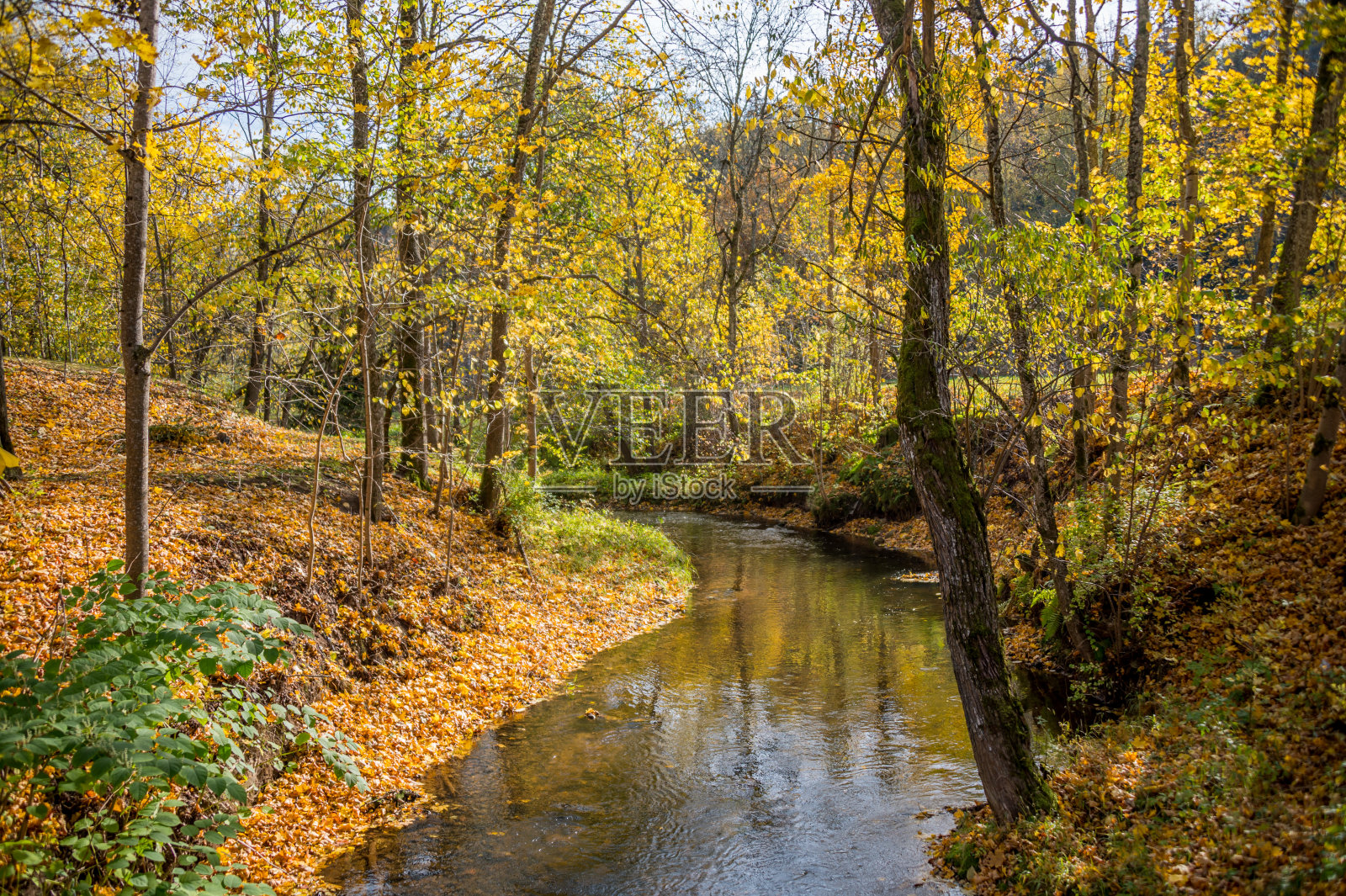 秋叶倒映在森林中的河流中照片摄影图片