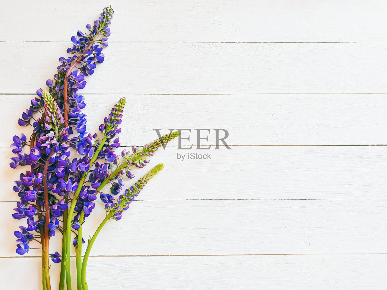 花组成。由紫色花朵制成的框架,象牙色背景与水平板。平铺,俯视图,复制空间。照片摄影图片