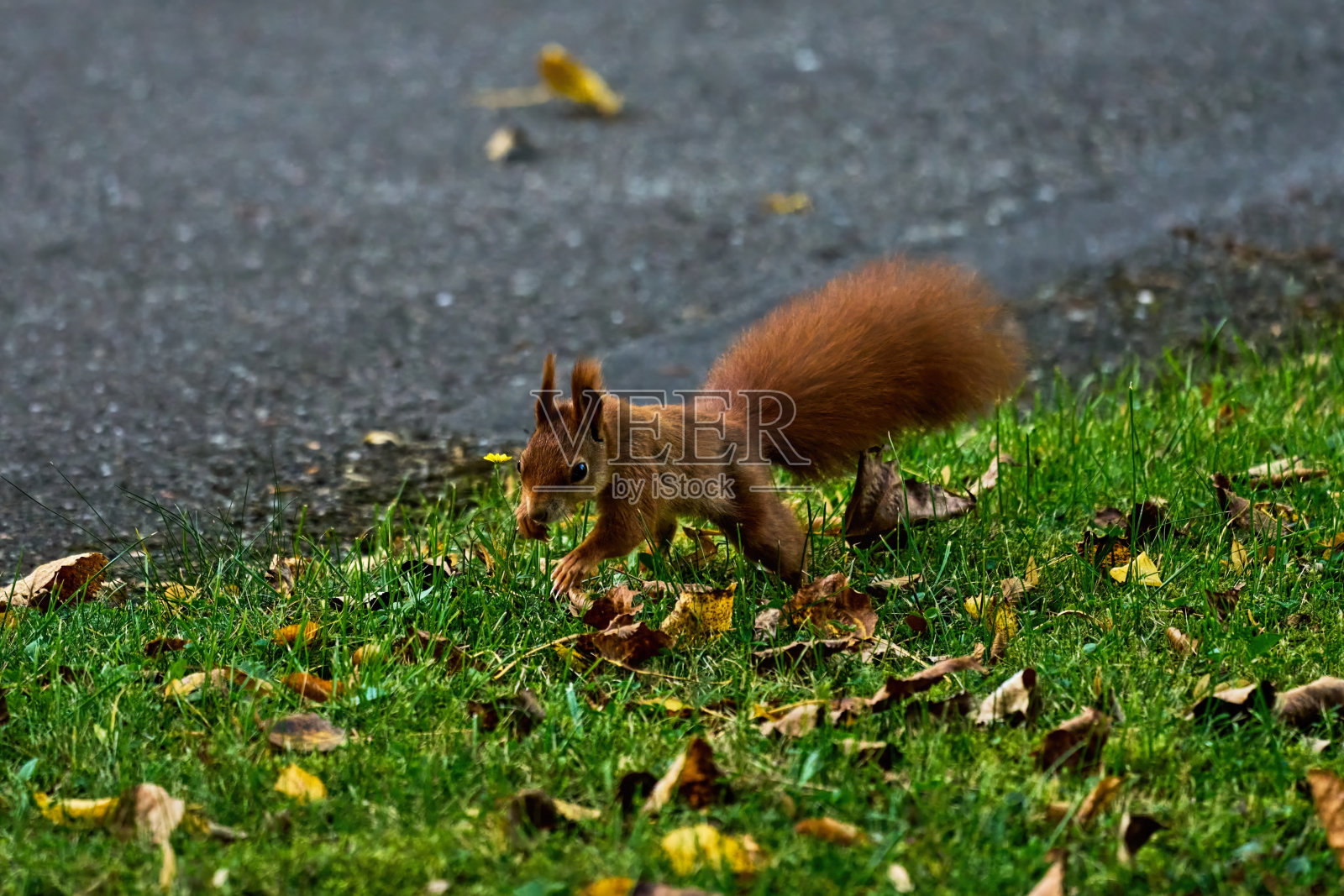 一只红色的小松鼠在一条穿过秋叶草地的小路旁跳跃照片摄影图片
