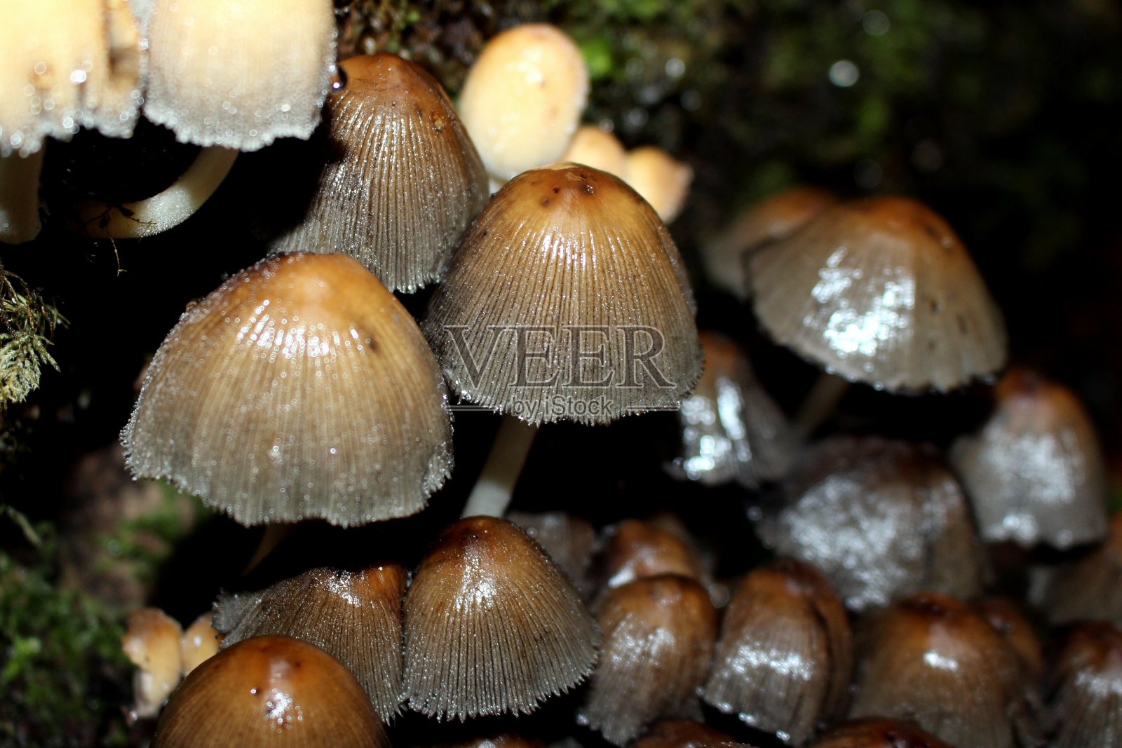 英国西约克郡,一棵倒下的树的底部,一簇蘑菇照片摄影图片