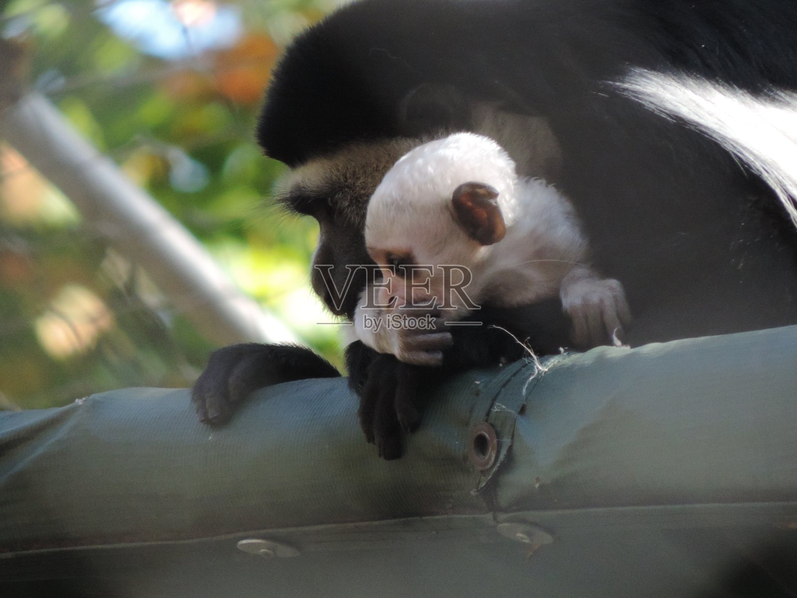 疣猴和婴儿照片摄影图片