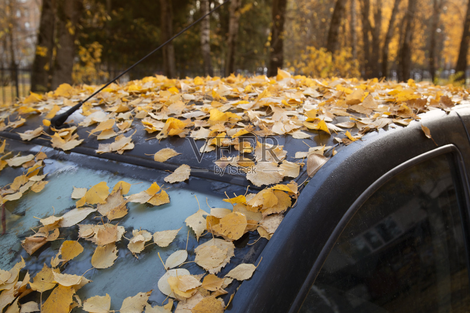 汽车上到处是黄叶照片摄影图片