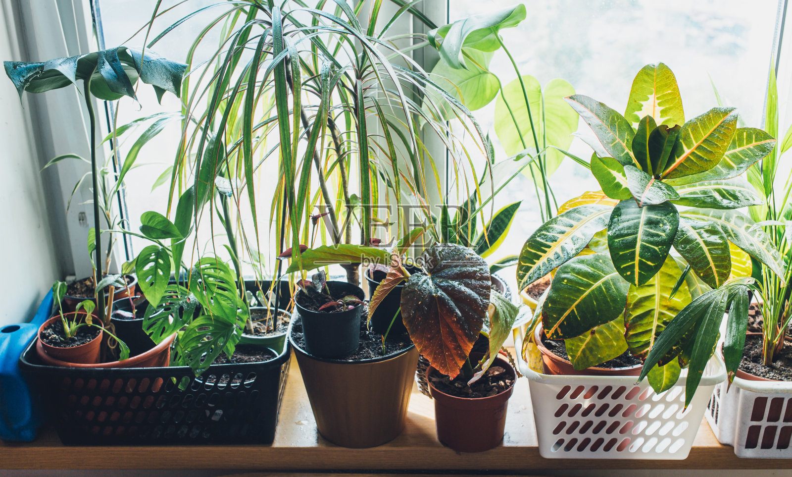窗台上的花盆里有各种绿色的植物。室内花园,室内植物。简约的北欧室内。藤本,榕树,棕榈,巴豆,妖怪,箭芋,篮子,箱子。照片摄影图片