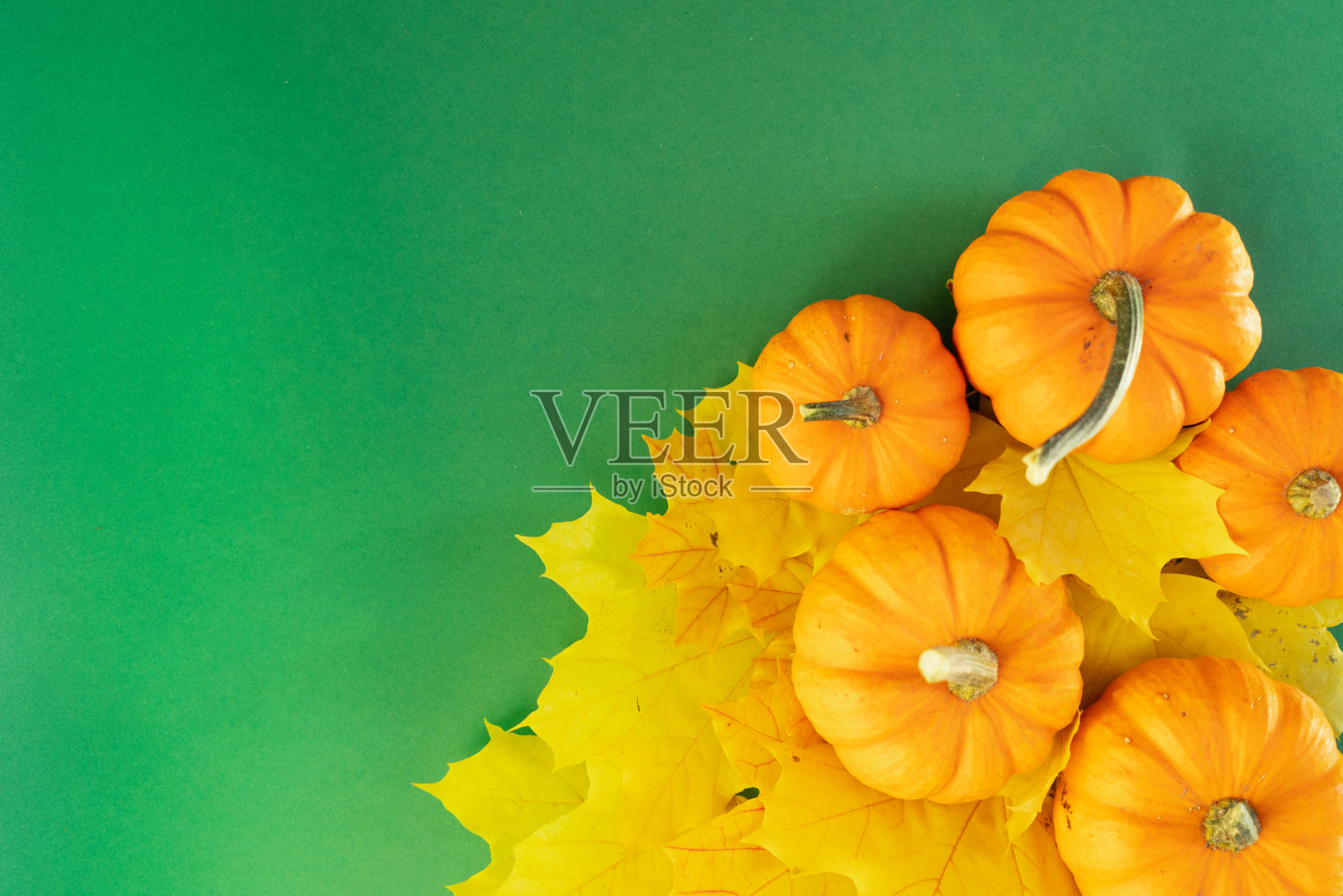 南瓜在表照片摄影图片