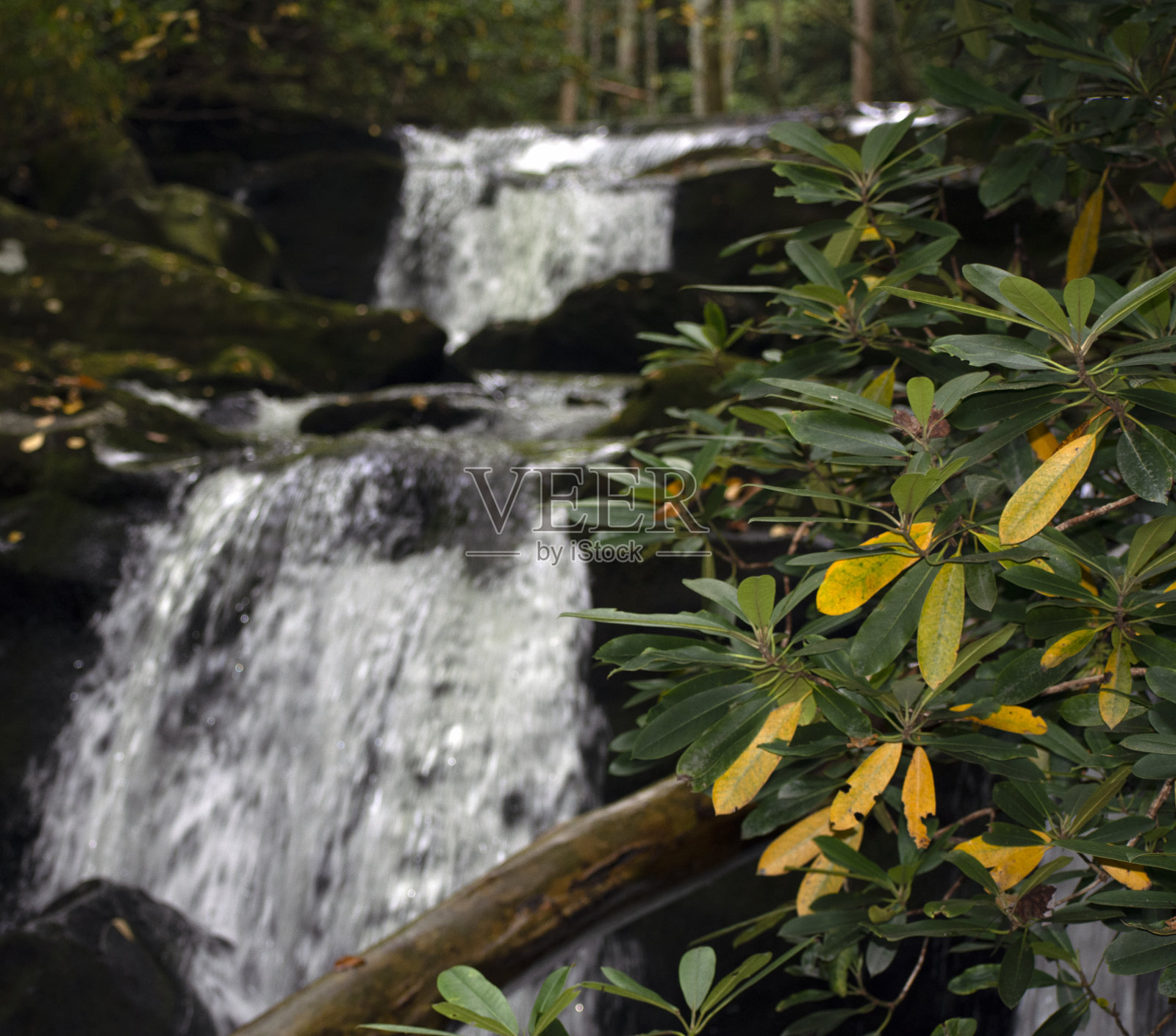 以瀑布为背景的落叶。照片摄影图片