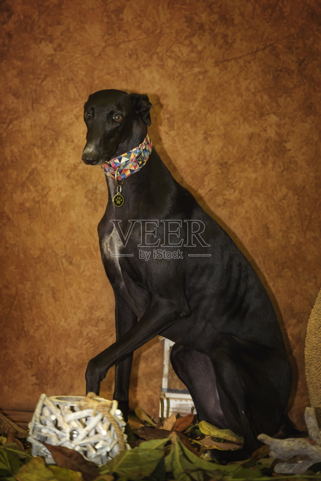 黑色灰狗的肖像与秋天的背景照片摄影图片