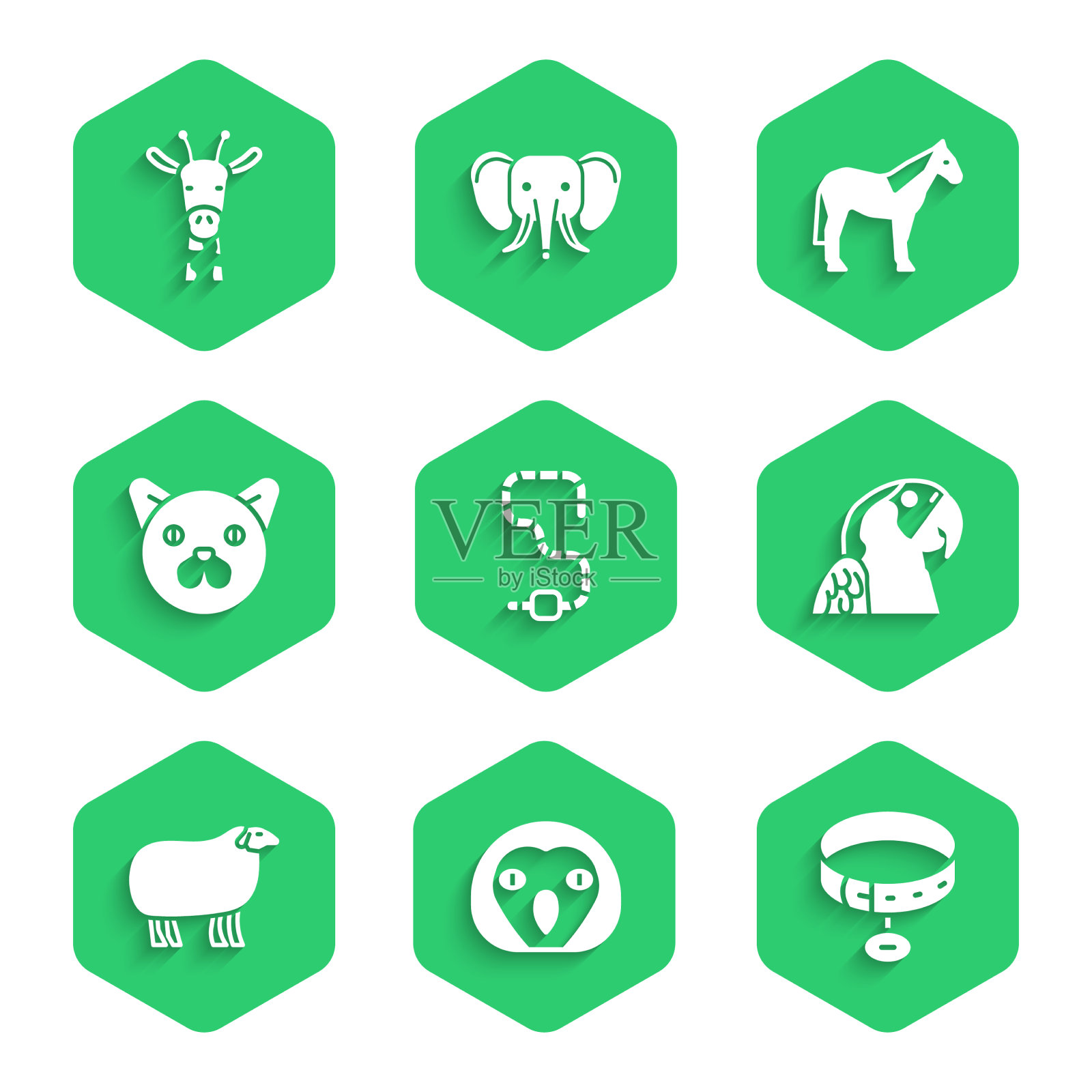 设置虫猫头鹰鸟项圈与名称标签金刚鹦鹉图标素材