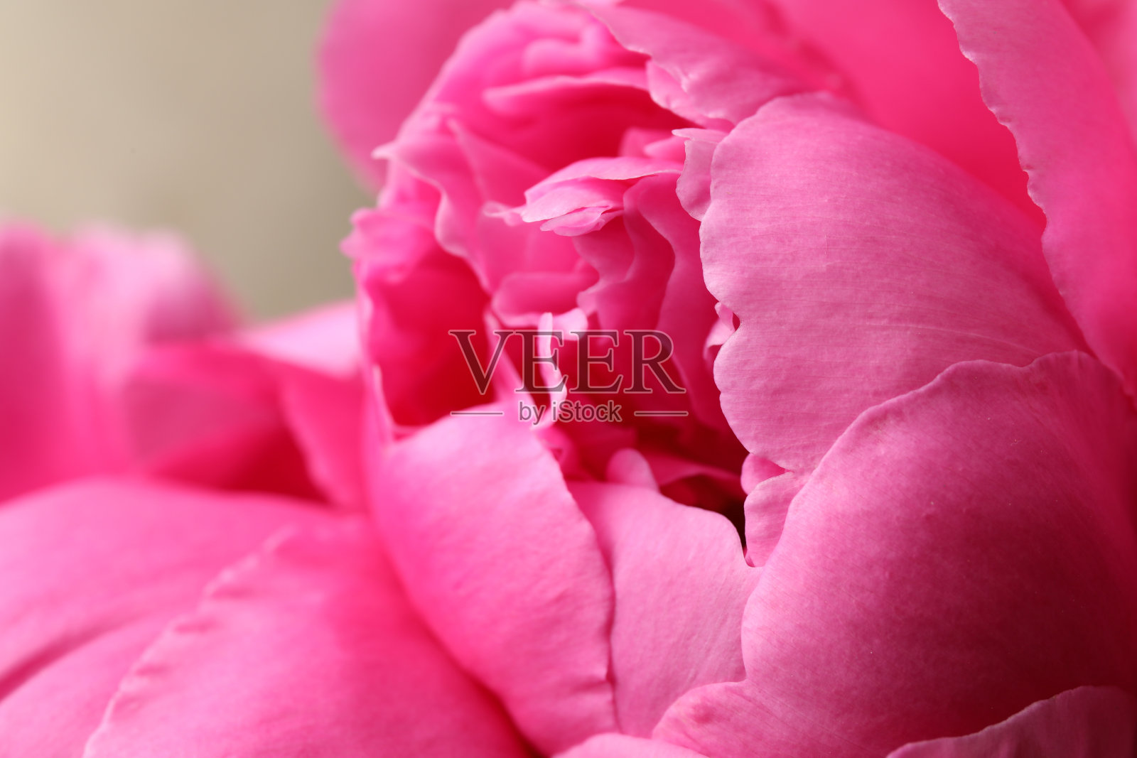 美丽的粉红色牡丹在灰色的背景,特写照片摄影图片