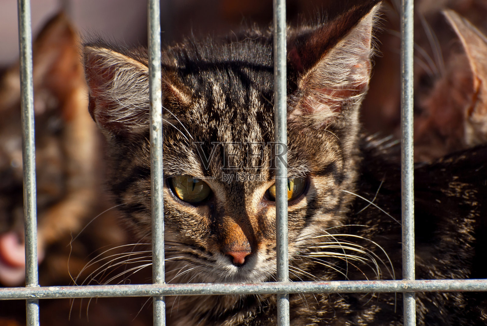 这只灰色条纹的小猫正在等待它的新主人从动物收容所被带走。猫在笼子里休息。照片摄影图片