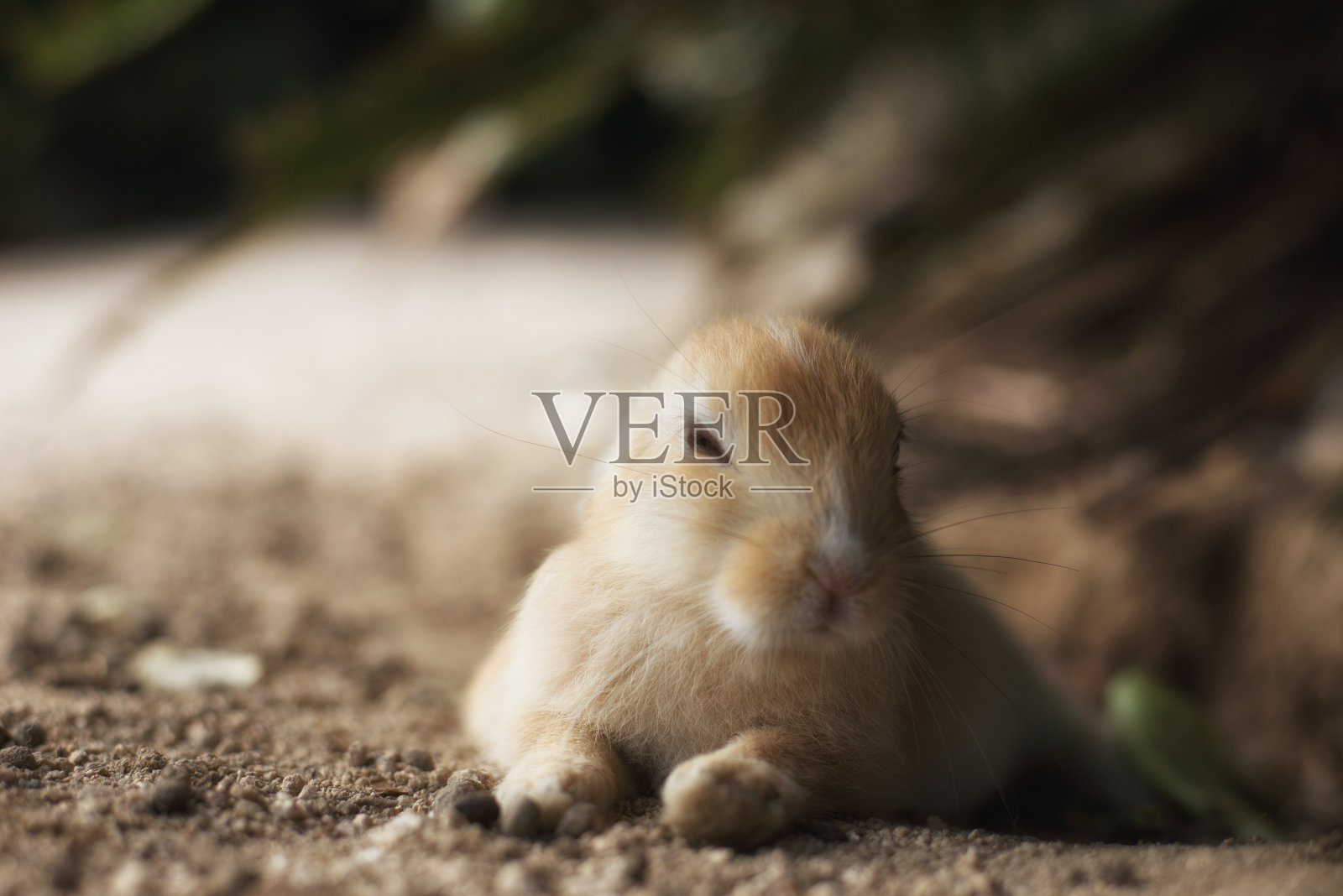 沉睡的兔子照片摄影图片