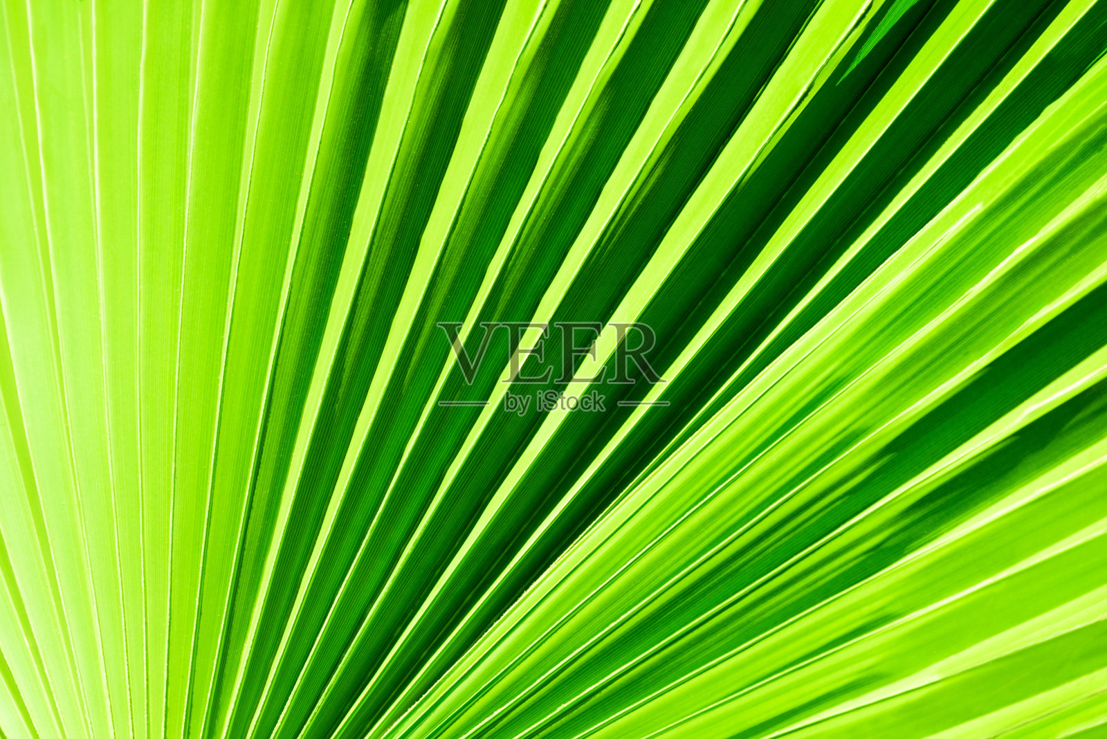 特写棕榈叶。浅绿色自然背景照片摄影图片