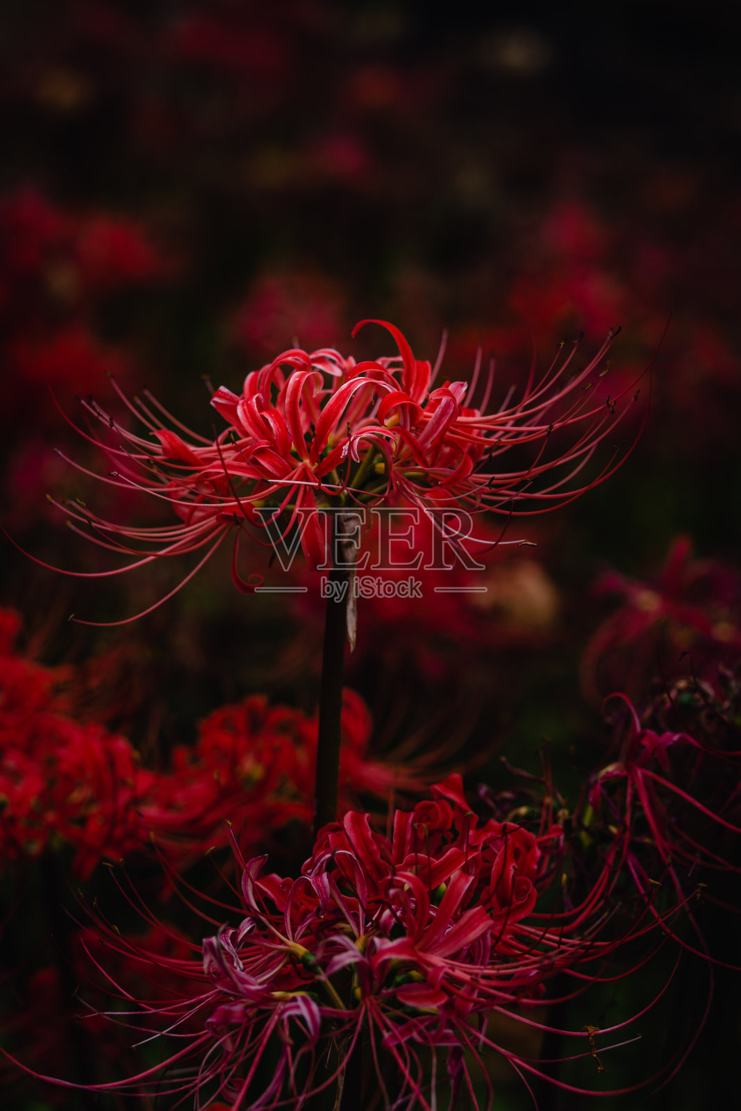 红蜘蛛百合在大自然中盛开照片摄影图片