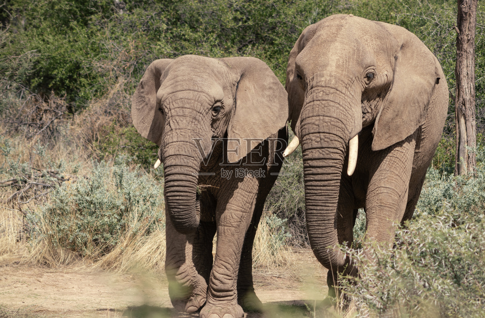 纳米比亚埃托沙国家公园草地上的两只非洲丛林象。非洲照片摄影图片