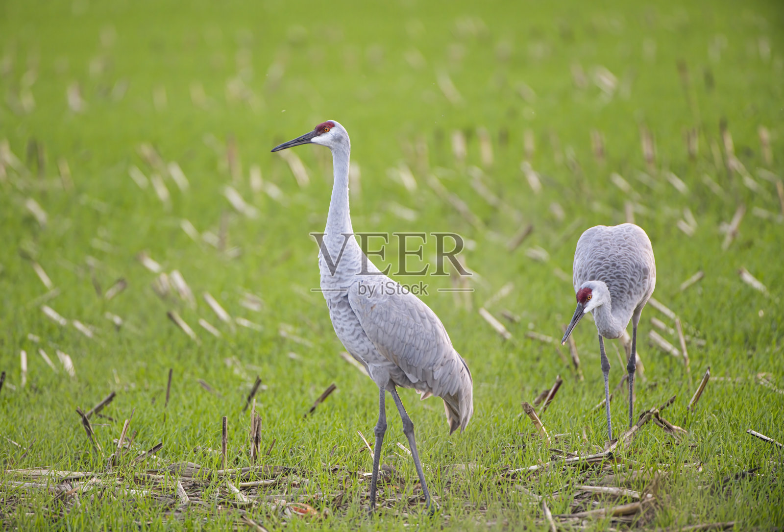 沙丘鹤照片摄影图片