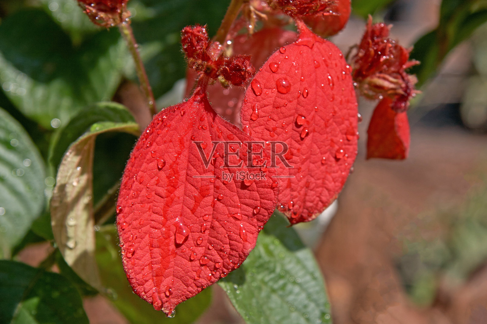 雨水滴在潘夫附近的一片红叶上照片摄影图片