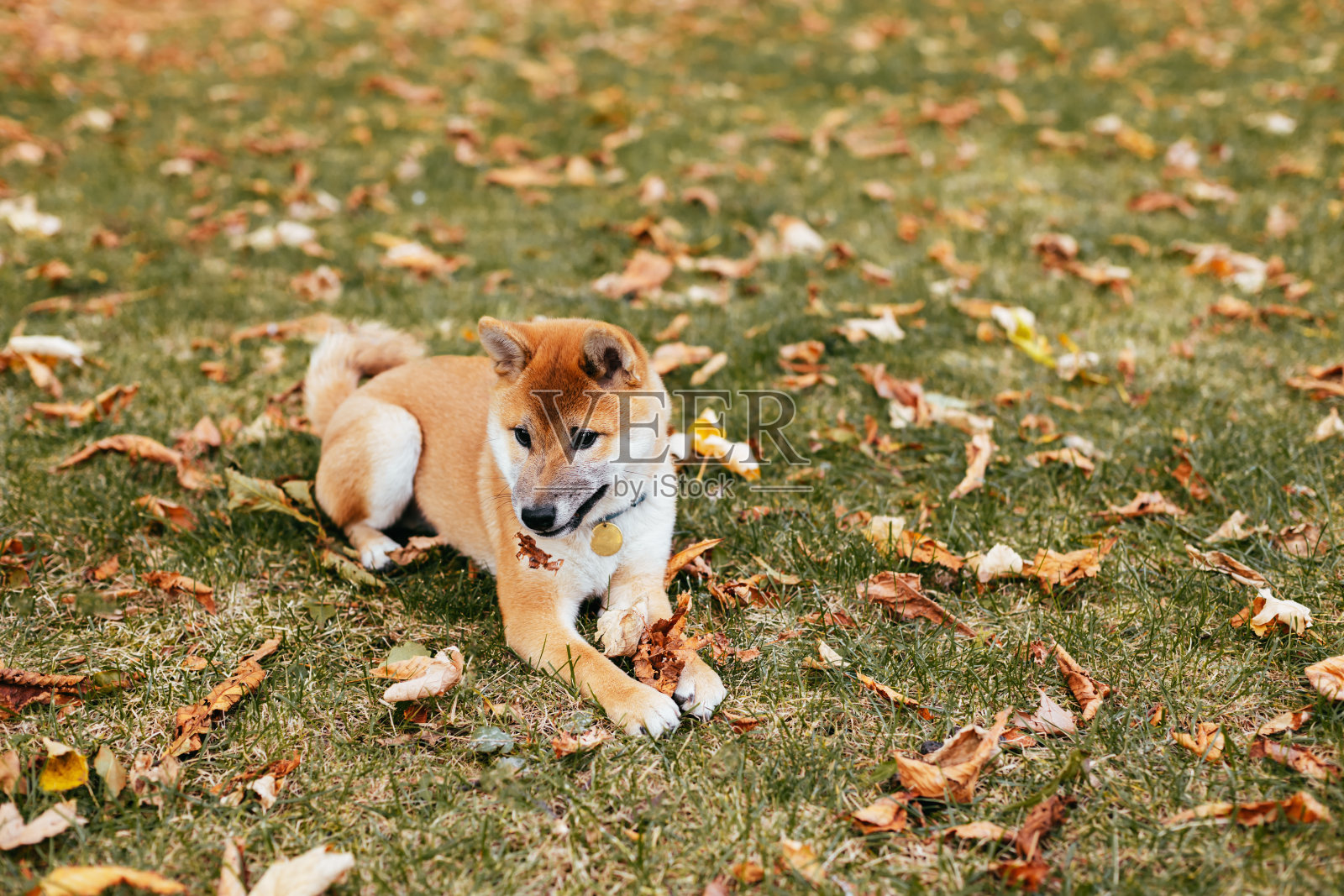 快乐的小狗柴犬在秋天的公园里散步。照片摄影图片