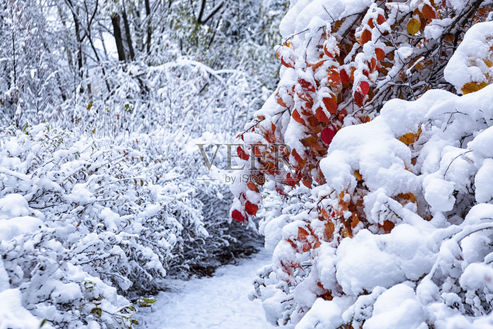 明亮的秋叶覆盖着白雪的灌木丛和树木。天气,气候,季节的变化。照片摄影图片