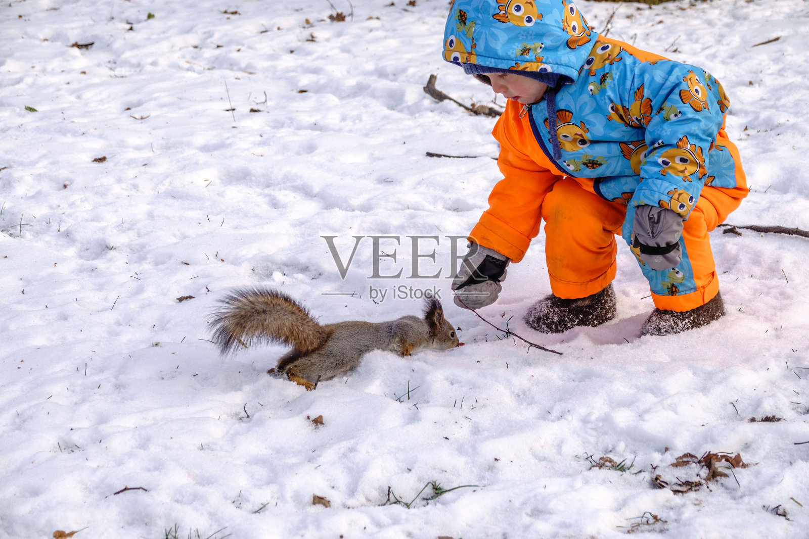 冬天的小孩用坚果喂松鼠。照片摄影图片