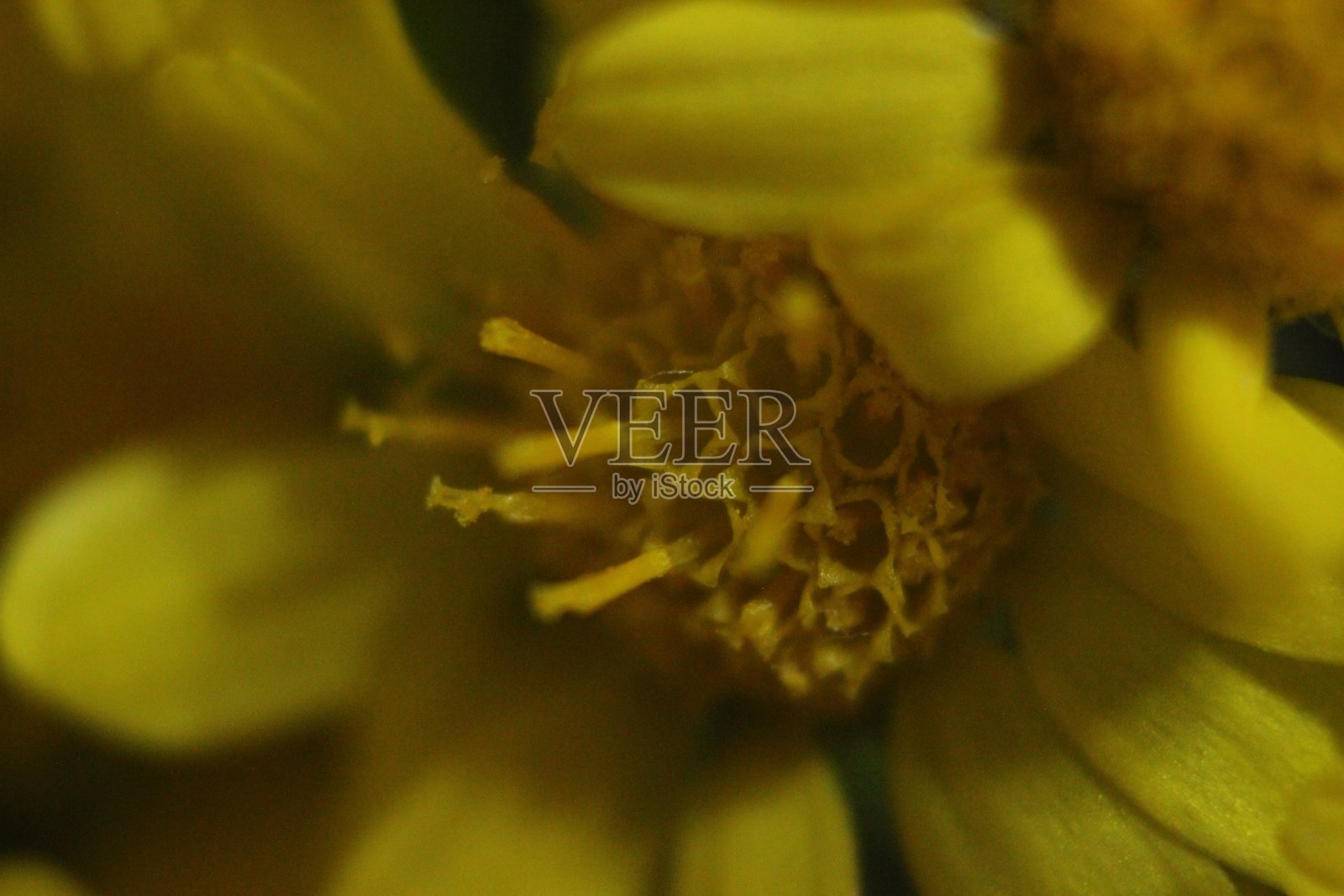 选用金盏花(金盏花)的特写和微距照片照片摄影图片