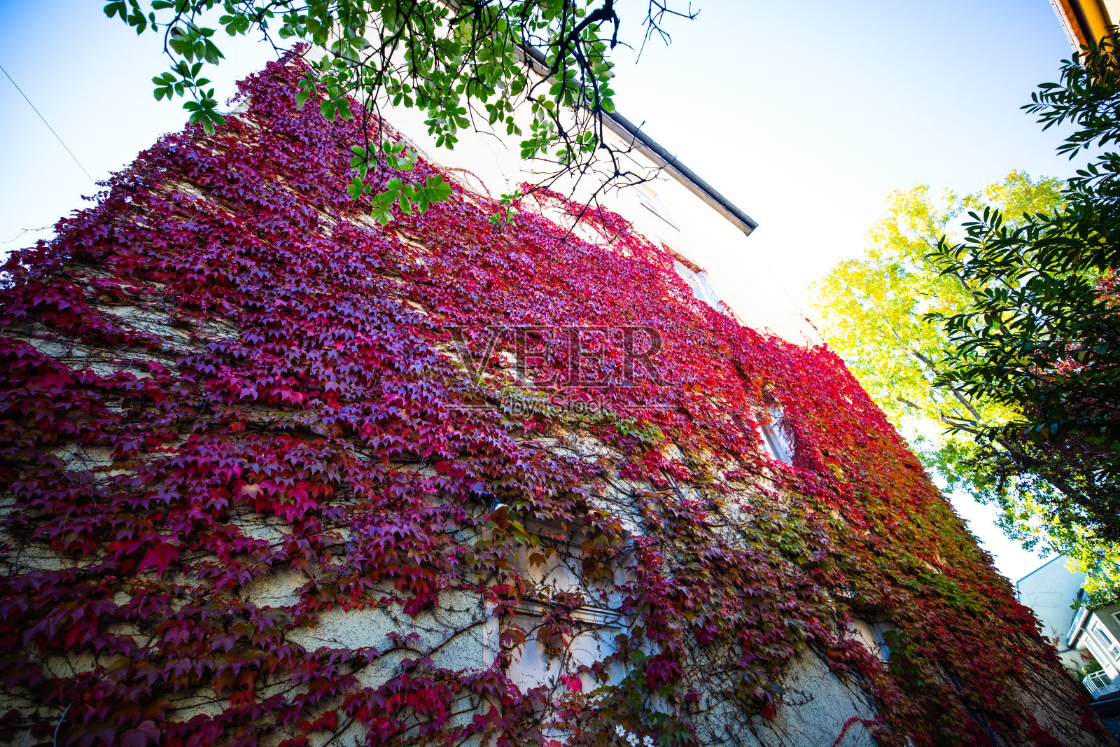房中红叶缠绕,秋意浓浓照片摄影图片