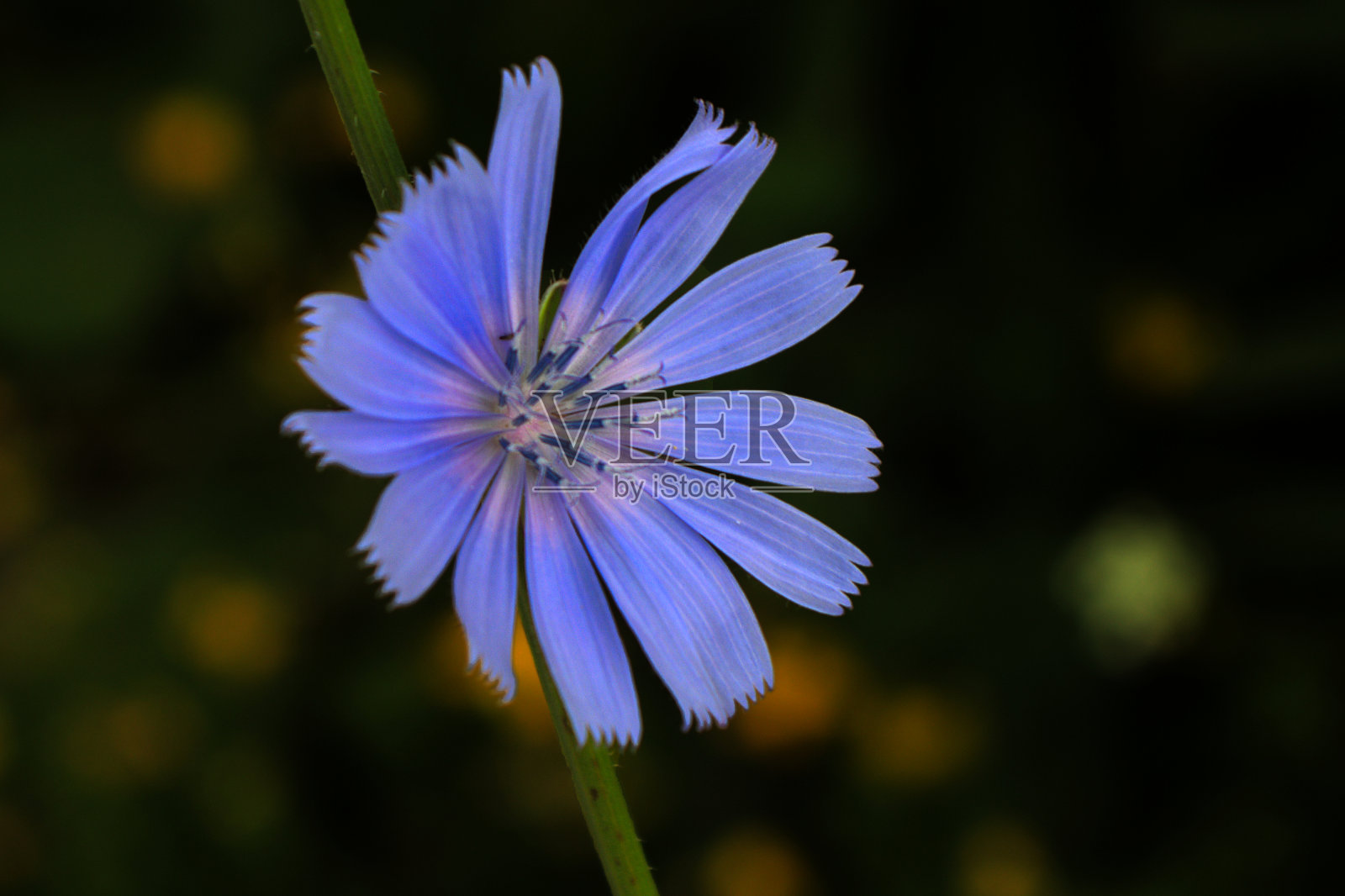 紫色的野花充分展示了它的美丽照片摄影图片