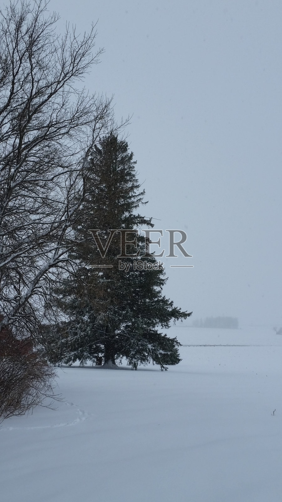 雪落在松树上照片摄影图片