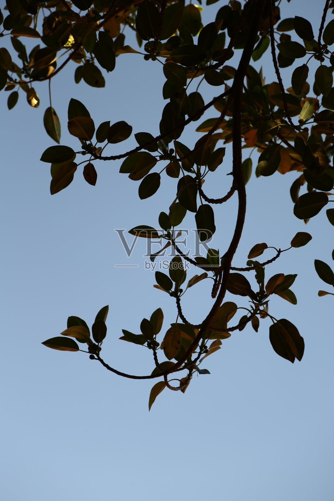 树枝和树叶的剪影照片摄影图片