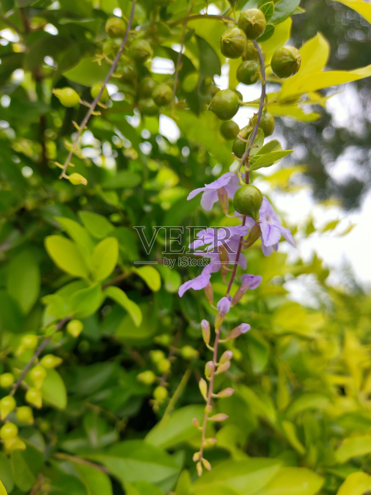 粉红色开花植物特写镜头照片摄影图片