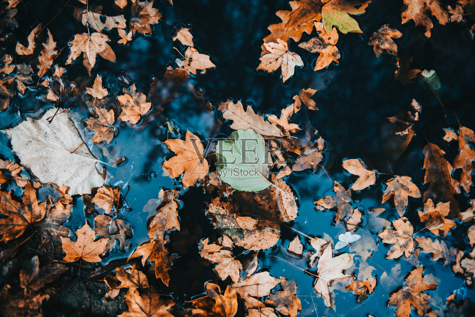 混凝土路面上的秋叶照片摄影图片