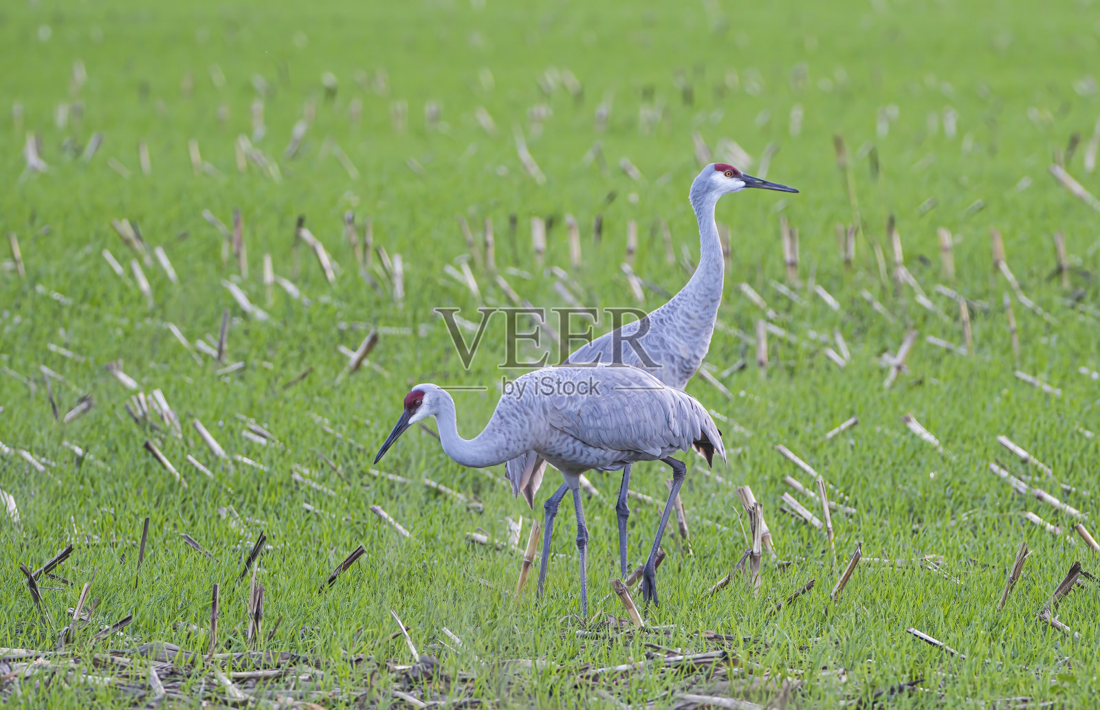 沙丘鹤照片摄影图片