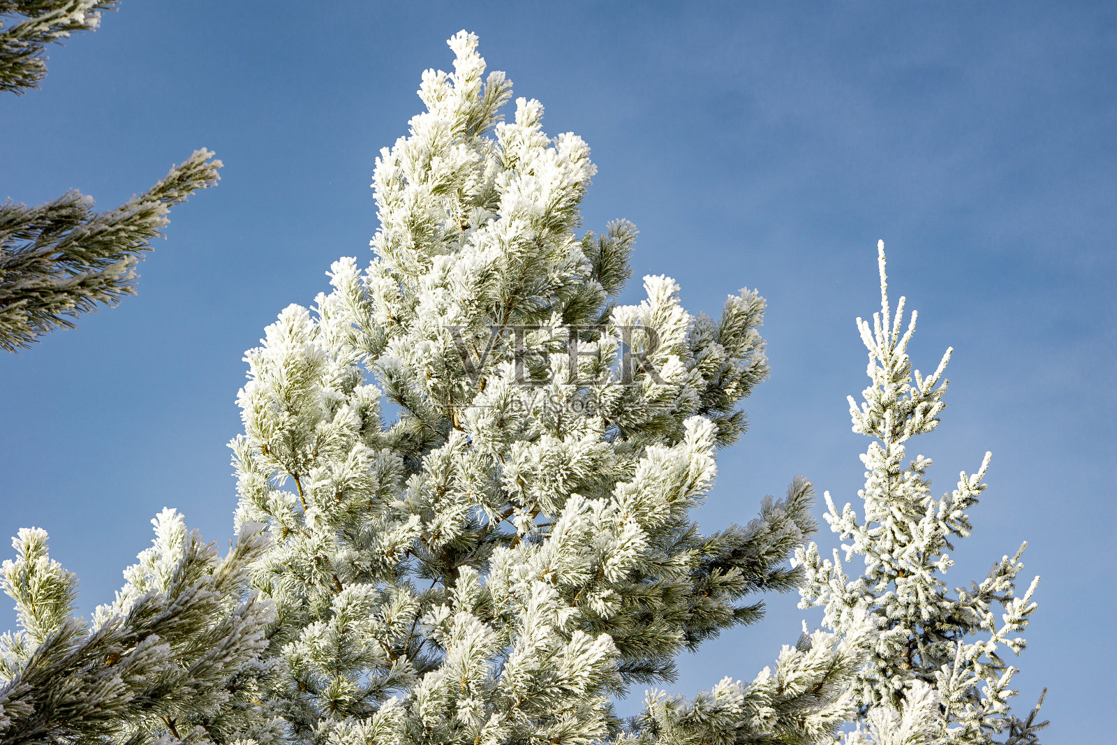 北部地区的气候变化-高湿和霜冻照片摄影图片