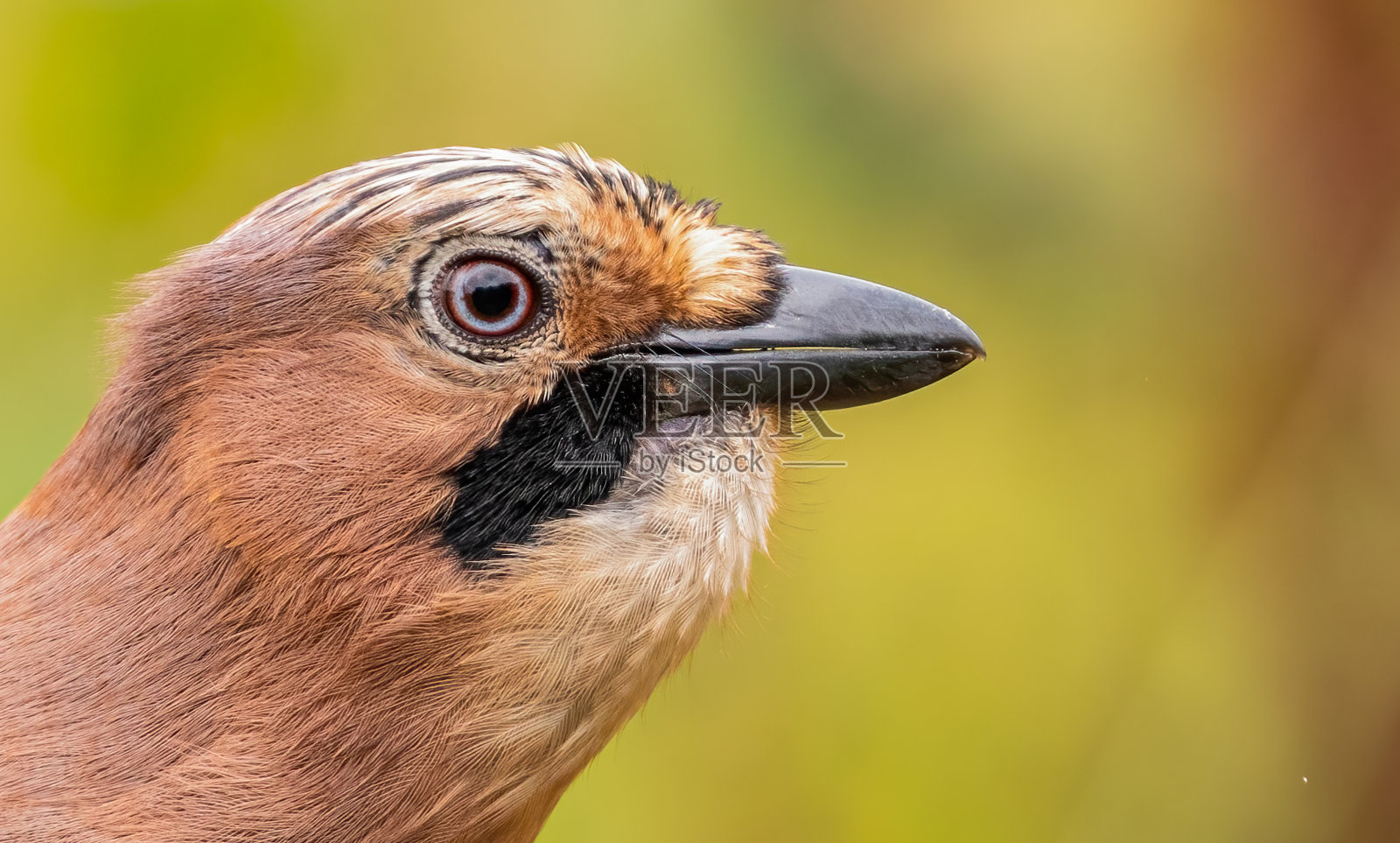 鸟类照片摄影图片