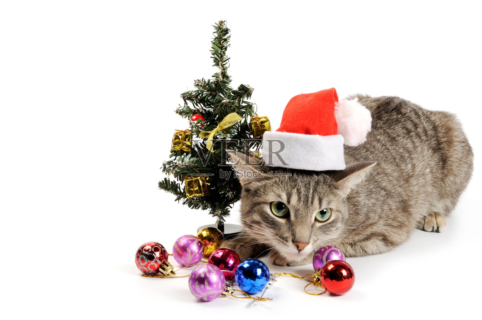 带着圣诞帽和装饰品的灰猫照片摄影图片