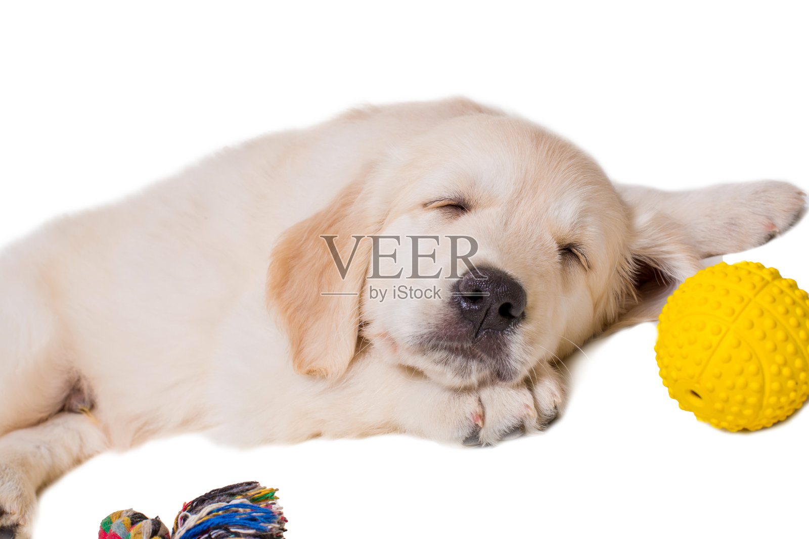 小狗金毛寻回在白色背景孤立照片摄影图片