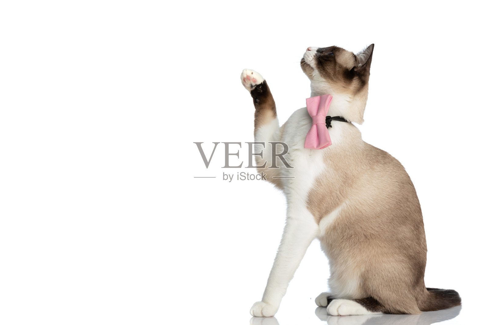 顽皮的小猫咪戴着领结,抬头看照片摄影图片