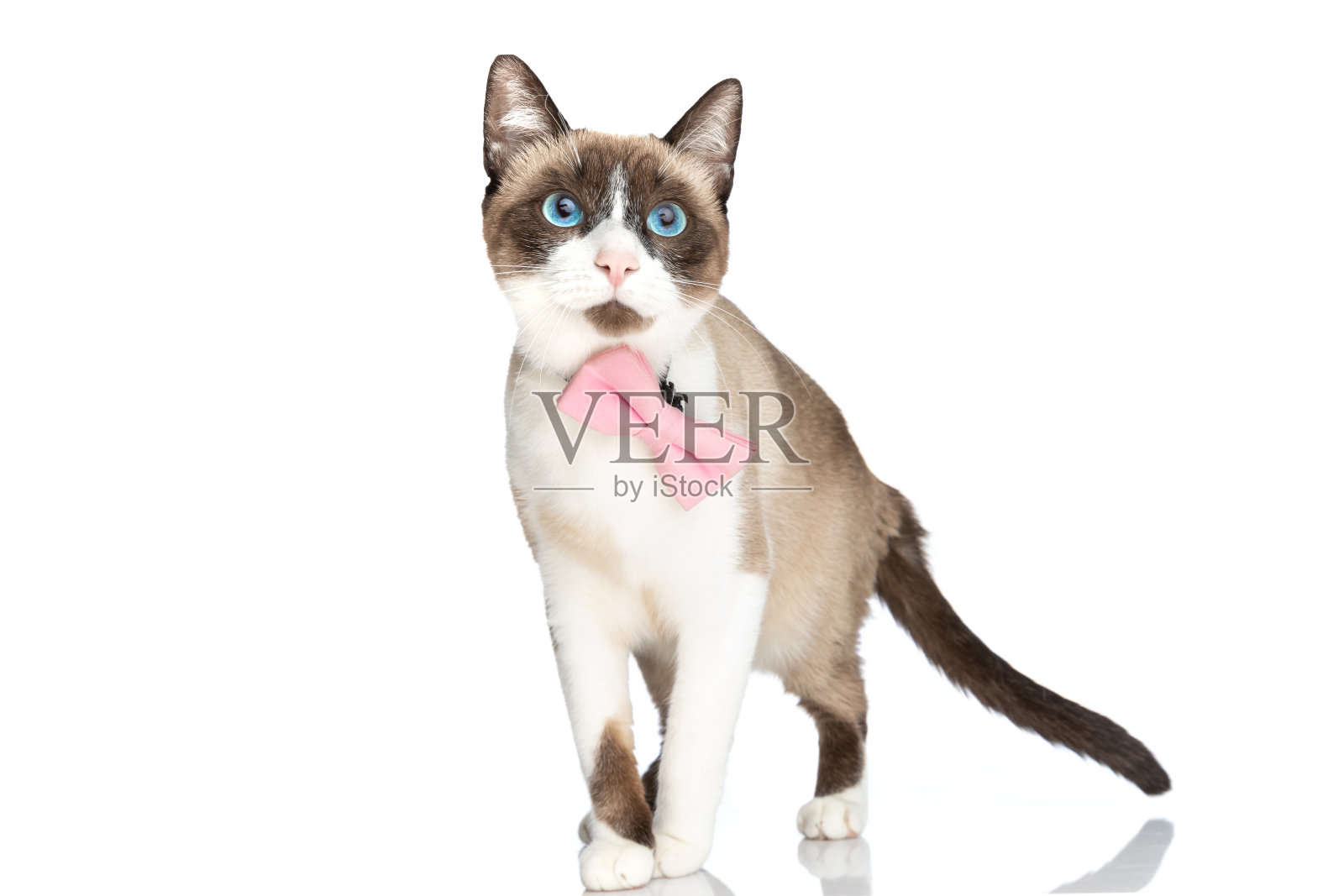 美丽的梅蒂斯猫,蓝色的眼睛,戴着粉红色的领结,向上看照片摄影图片