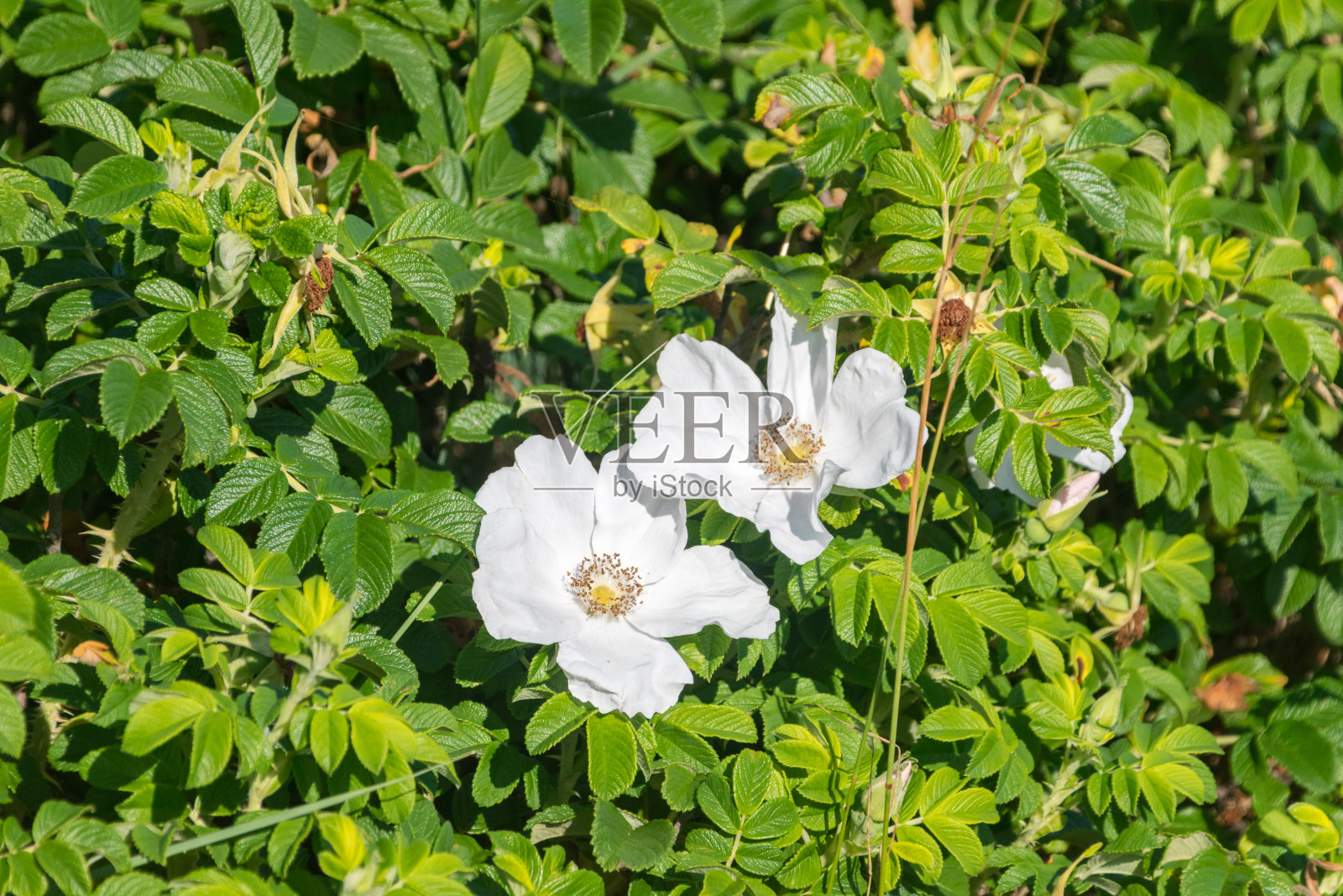 白蔷薇犬,俗称狗蔷薇。照片摄影图片