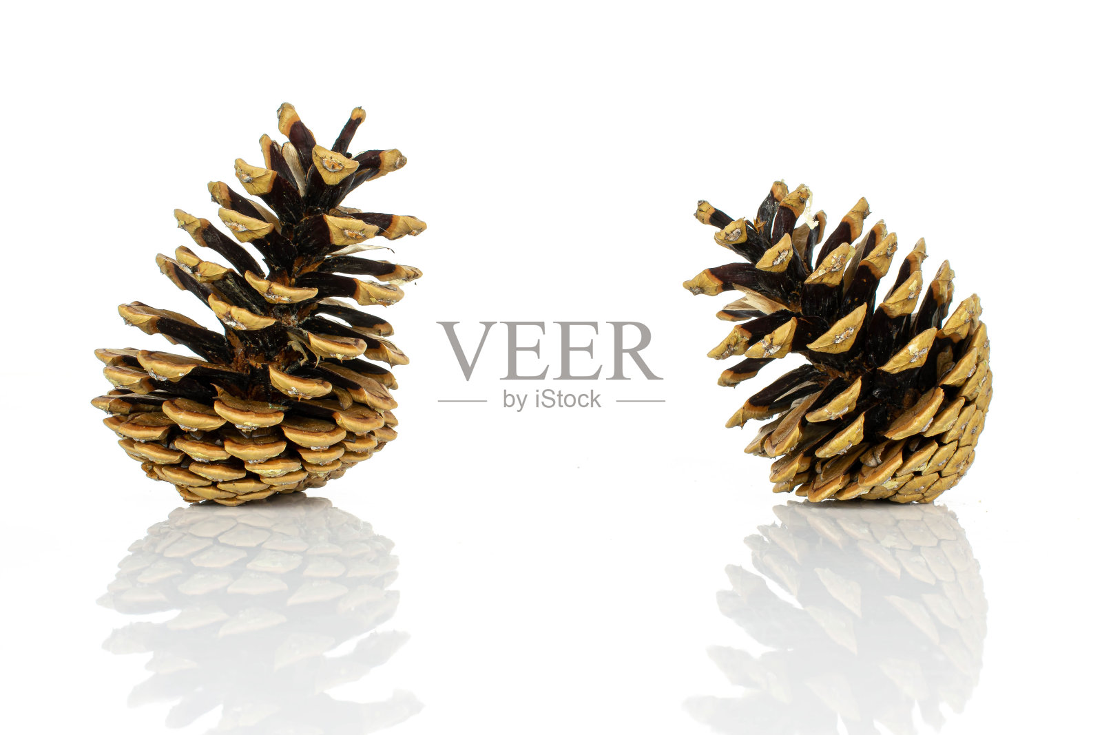 白松果照片摄影图片