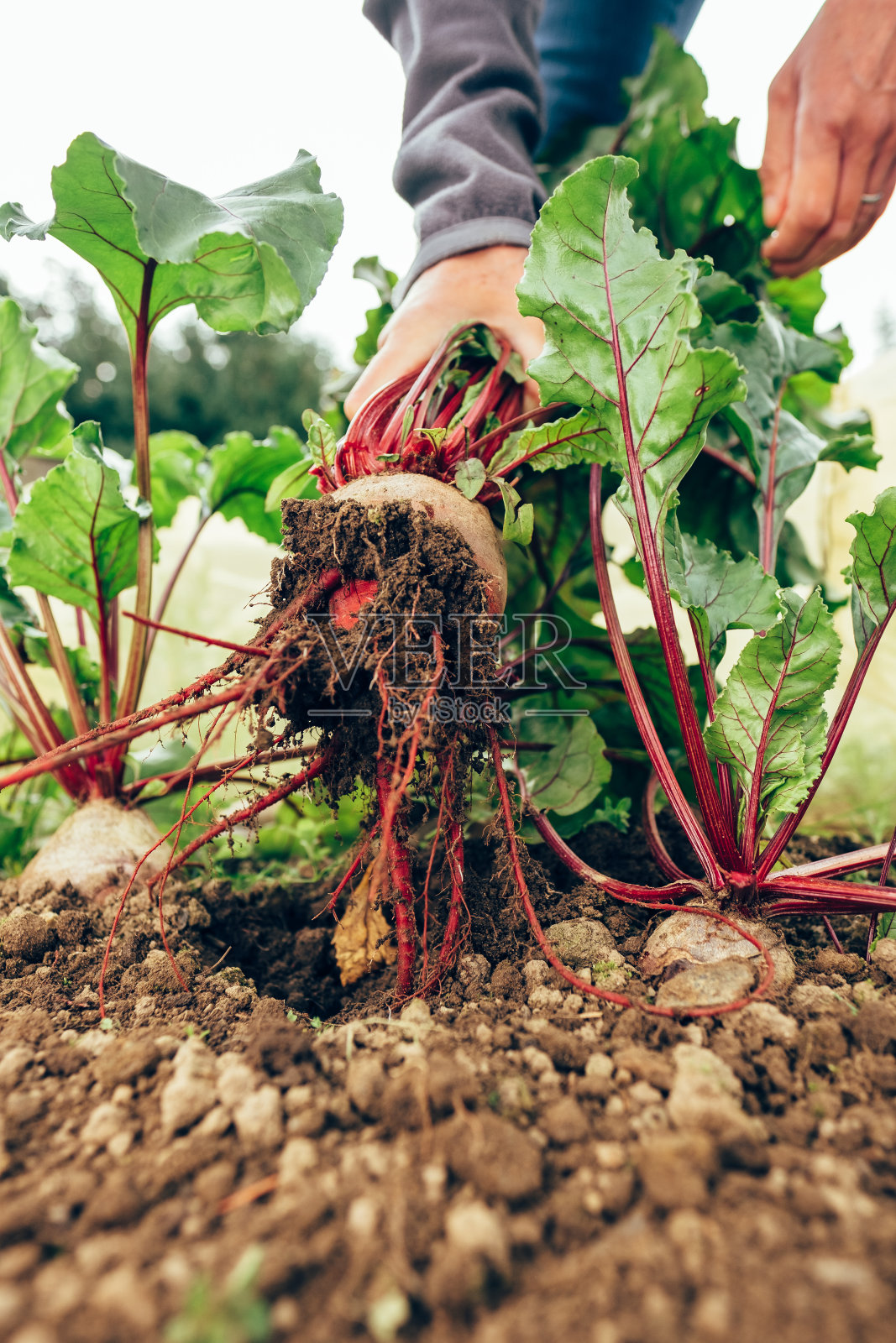 在菜园里收获甜菜根照片摄影图片