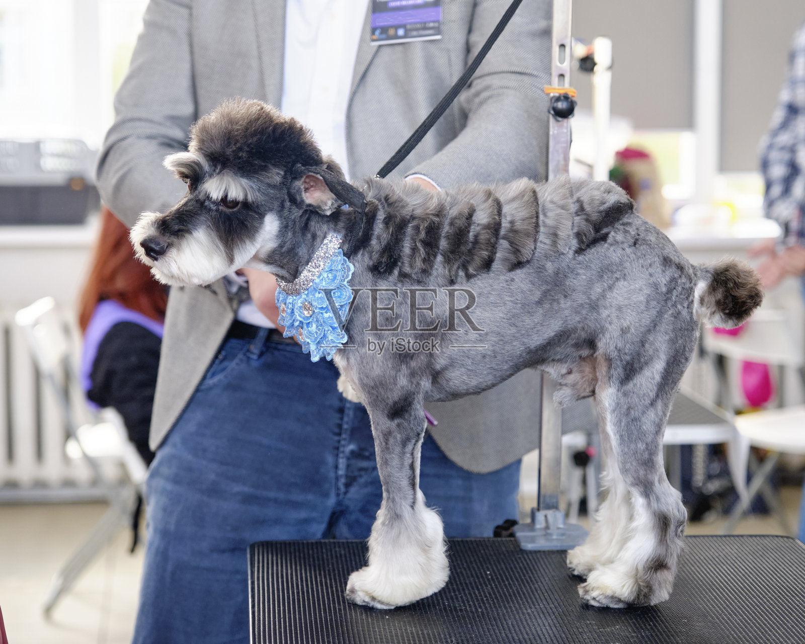 专家根据品种来检查迷你雪纳瑞是否有正确的发型照片摄影图片